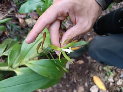 Epidendrum lacustre, photograph 5
