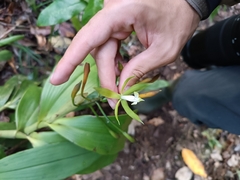 Epidendrum lacustre, photograph author not stated, no rights reserved