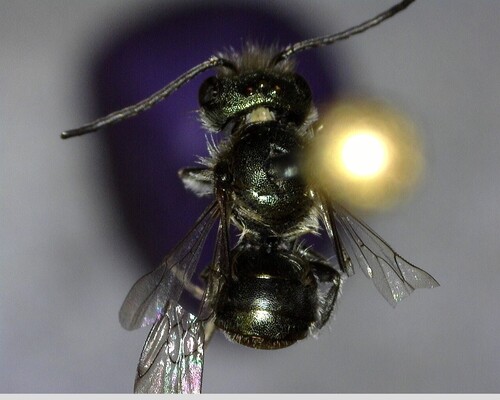 iNaturalist observation photo of Mason Bees