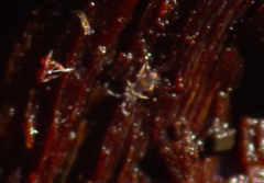 Entomobrya albocincta