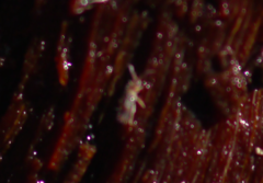 Entomobrya albocincta