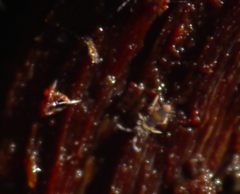 Entomobrya albocincta