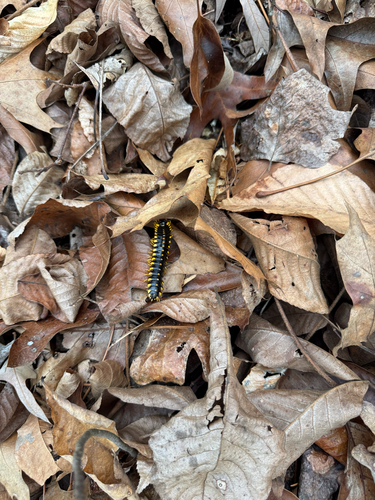 Colorful Cherry Millipede photo 3