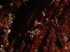 Entomobrya albocincta