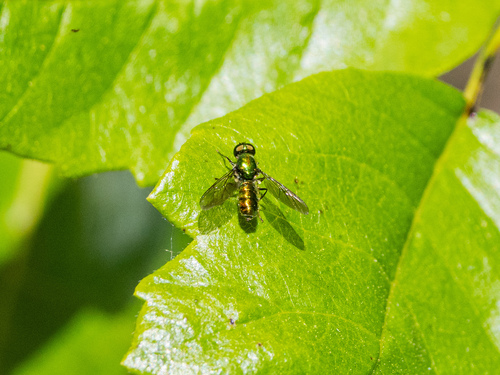 Unknown species found near Shady Oaks and Basking Ridge, CA, USA