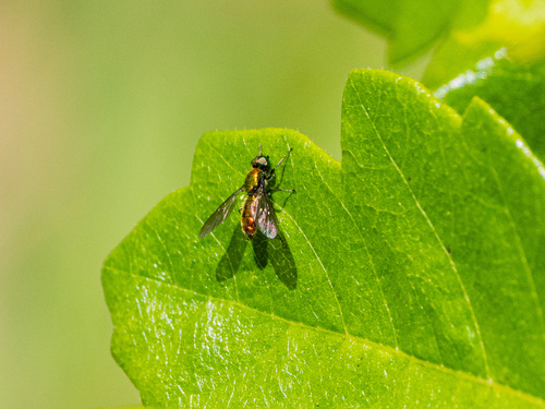 Unknown species found near Shady Oaks and Basking Ridge, CA, USA