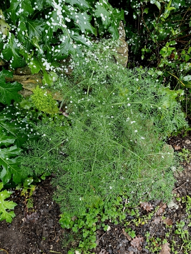 Ferula glauca, photograph 4