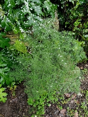 Ferula glauca, photograph (c) Tim Johnson, some rights reserved (CC BY)