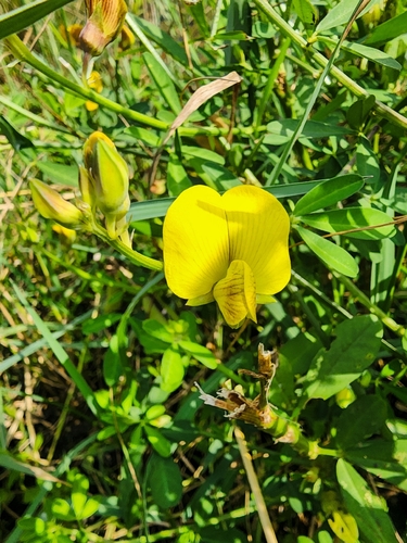 Crotalaria quinquefolia iNat (3)