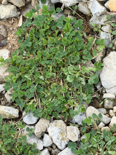 Black Medick