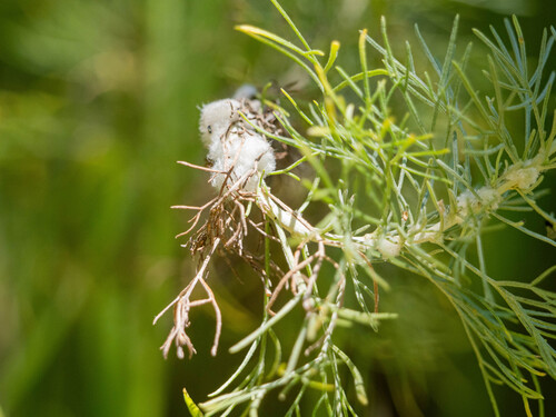 Unknown species found near Shady Oaks and Basking Ridge, CA, USA