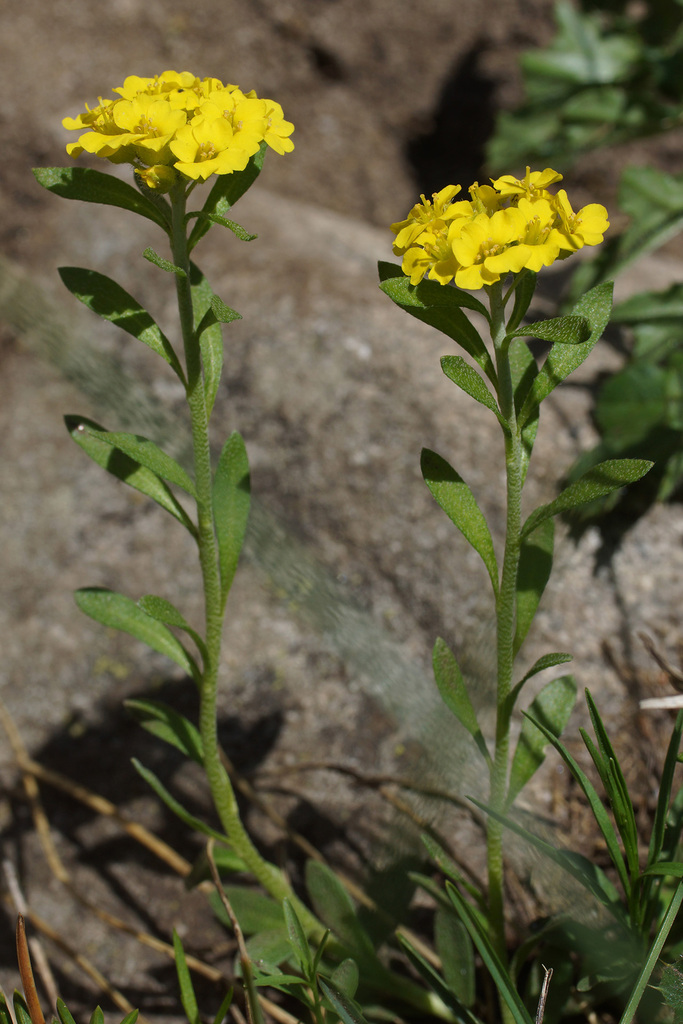 Alyssum spruneri