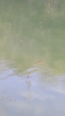 Micropterus salmoides