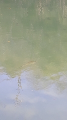 Micropterus salmoides