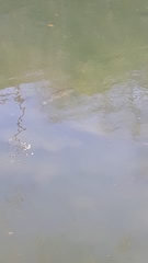 Micropterus salmoides