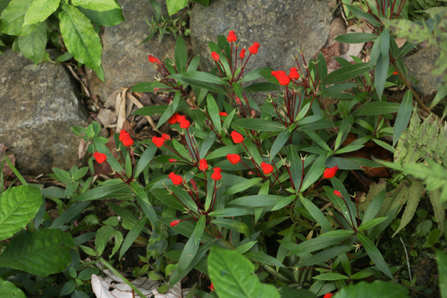 Seemannia sylvatica