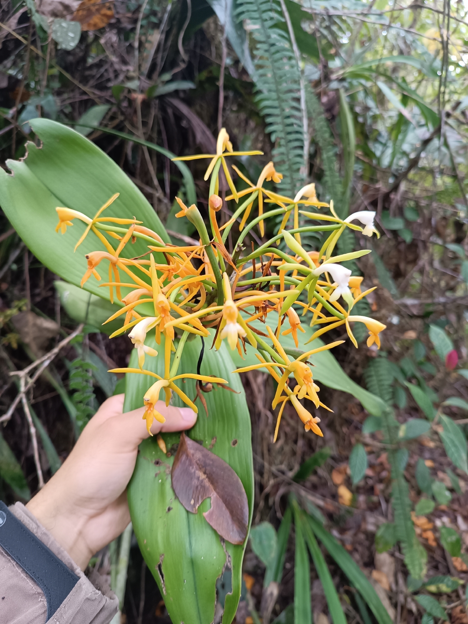 Lakeside Epidendrum (Epidendrum lacustre)