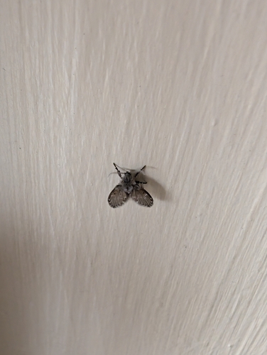 Unknown species found near Imperial Av & 60th St, San Diego, CA 92114, USA