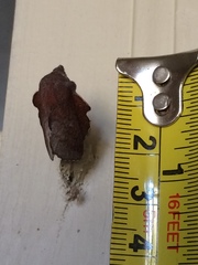 Phyllodesma americana