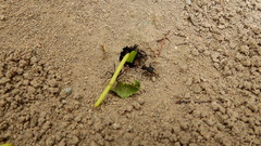 Acromyrmex lobicornis