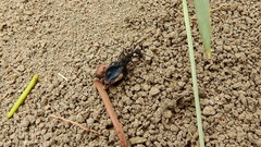 Acromyrmex lobicornis