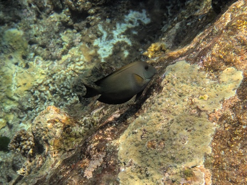 Lined Bristletooth (Ctenochaetus striatus)