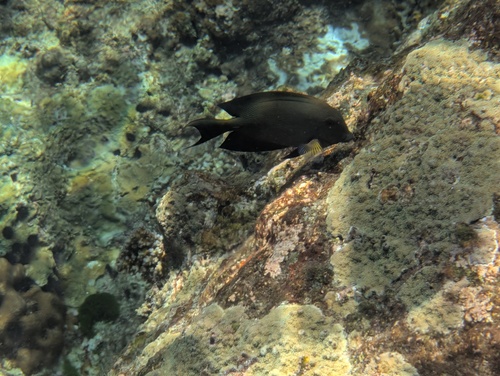 Lined Bristletooth (Ctenochaetus striatus)