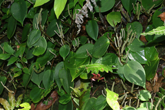 Peperomia distachyos
