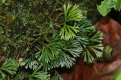 Elaphoglossum peltatum