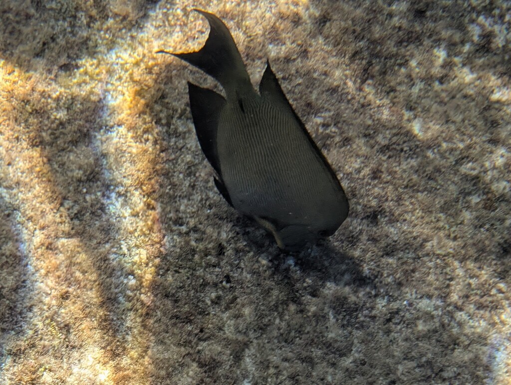 Lined Bristletooth (Ctenochaetus striatus) — recorded at Breakfast Bend