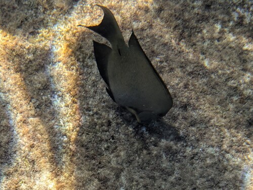Lined Bristletooth (Ctenochaetus striatus)