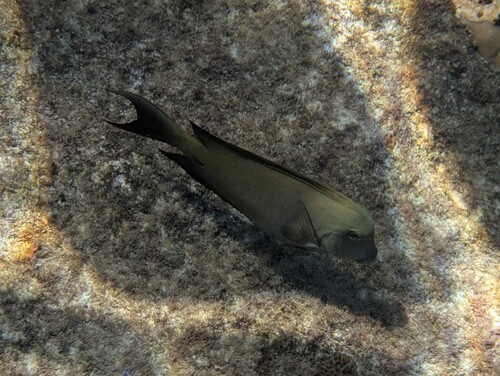 Lined Bristletooth (Ctenochaetus striatus)