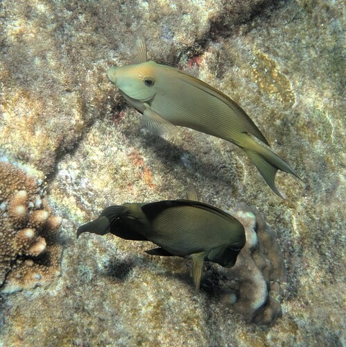 Lined Bristletooth (Ctenochaetus striatus)