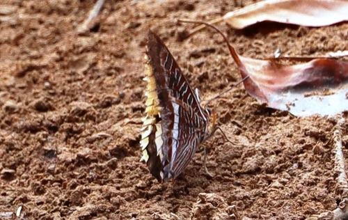 Cream-bordered Charaxes
