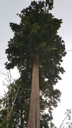 Pradosia golfodulcensis