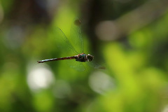 Procordulia irregularis