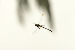 Procordulia irregularis