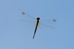 Procordulia irregularis