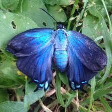 Great Purple Hairstreak