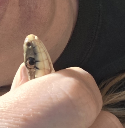 iNaturalist observation 2026-03-10