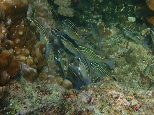 Scolopsis ghanam
