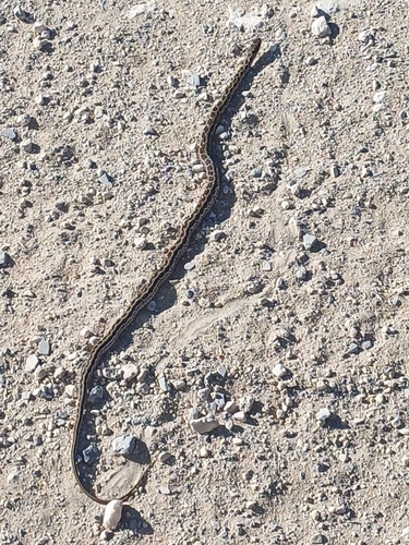 Rhombic Skaapsteker