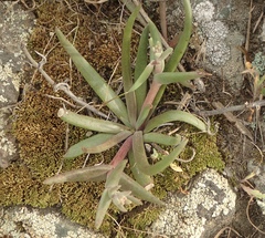 Dudleya multicaulis