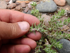Portulaca confertifolia