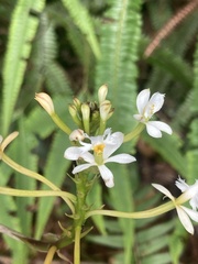 (c) julianazuluaga-carrero, some rights reserved (CC BY-SA) Epidendrum schistochilum, photograph (c) julianazuluaga-carrero, some rights reserved (CC BY-SA)