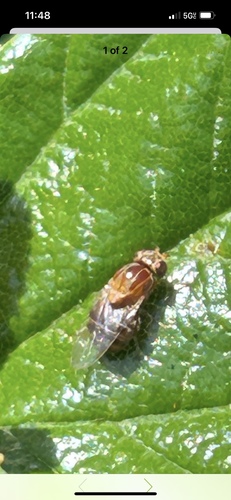 Unknown species found near Las Positas College, Livermore, CA, US
