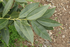 Cocculus laurifolius