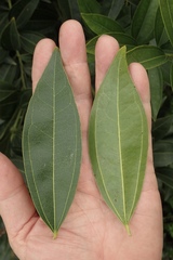 Cocculus laurifolius