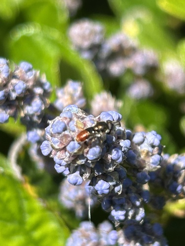 Unknown species found near Las Positas College, Livermore, CA, US