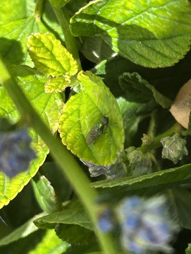 Unknown species found near Las Positas College, Livermore, CA, US
